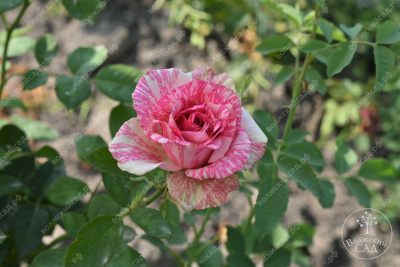 Роза Пинк интуишн (ч.-гибрид, розовый, белый)