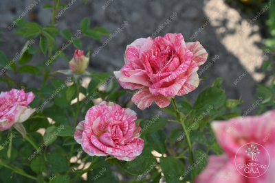 Роза Пинк интуишн (ч.-гибрид, розовый, белый)