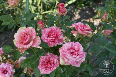 Роза Пинк интуишн (ч.-гибрид, розовый, белый)