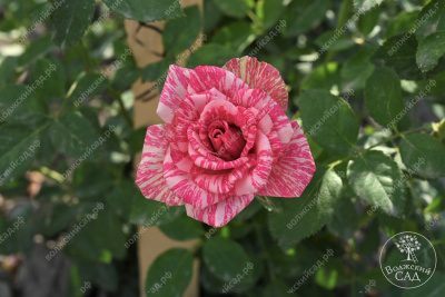 Роза Пинк интуишн (ч.-гибрид, розовый, белый)