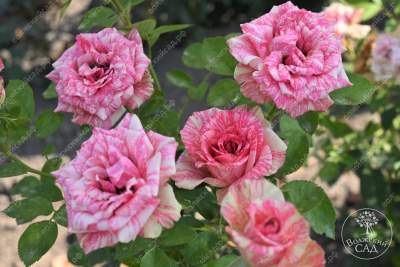 Роза Пинк интуишн (ч.-гибрид, розовый, белый)