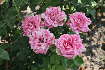 Роза Пинк интуишн (ч.-гибрид, розовый, белый)