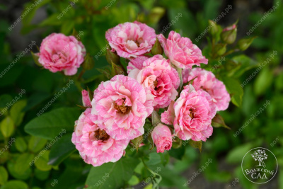 Роза Пинк флэш (спрей, розов.белый)