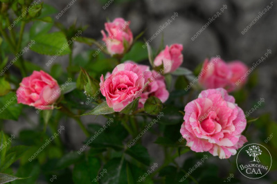 Роза Пинк флэш (спрей, розов.белый)