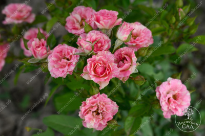 Роза Пинк флэш (спрей, розов.белый)