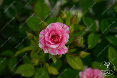 Роза Пинк флэш (спрей, розов.белый)