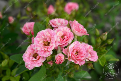 Роза Пинк флэш (спрей, розов.белый)