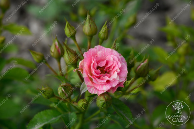 Роза Пинк флэш (спрей, розов.белый)