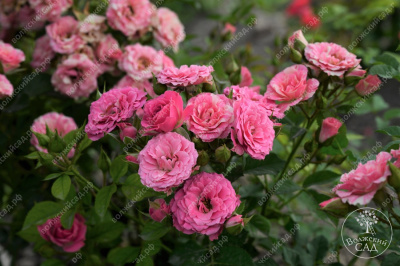 Роза Пинк флэш (спрей, розов.белый)