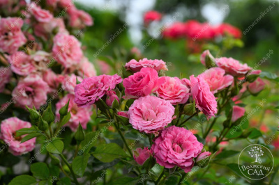 Роза Пинк флэш (спрей, розов.белый)