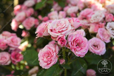 Роза Пинк флэш (спрей, розов.белый)