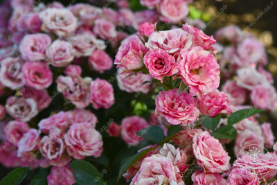 Роза Пинк флэш (спрей, розов.белый)