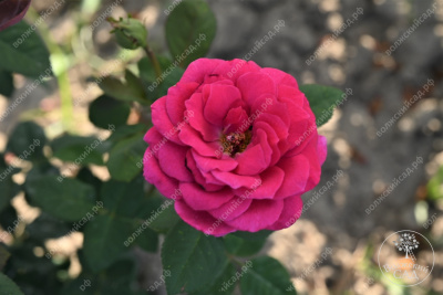 Роза Равель (ч.-гибрид, розов)