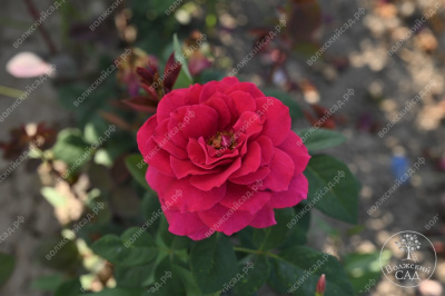 Роза Равель (ч.-гибрид, розов)