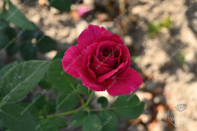 Роза Равель (ч.-гибрид, розов)