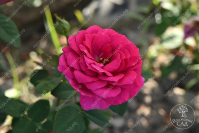 Роза Равель (ч.-гибрид, розов)