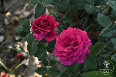 Роза Равель (ч.-гибрид, розов)