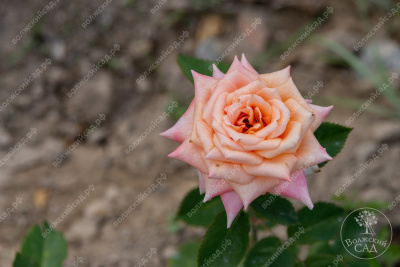 Роза Седукцион (ч.-гибрид, розов)