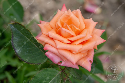 Роза Седукцион (ч.-гибрид, розов)