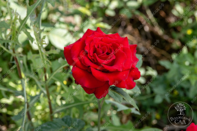 Роза Секси рэд (ч.-гибрид, красн)