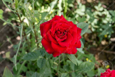 Роза Секси рэд (ч.-гибрид, красн)