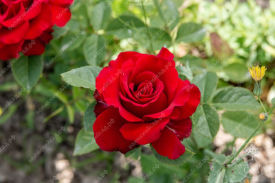 Роза Секси рэд (ч.-гибрид, красн)