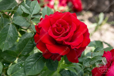 Роза Секси рэд (ч.-гибрид, красн)