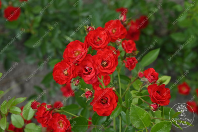 Роза Скарлет Мейяндекор (шраб, красн)