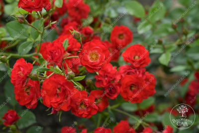 Роза Скарлет Мейяндекор (шраб, красн)