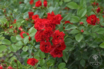 Роза Скарлет Мейяндекор (шраб, красн)