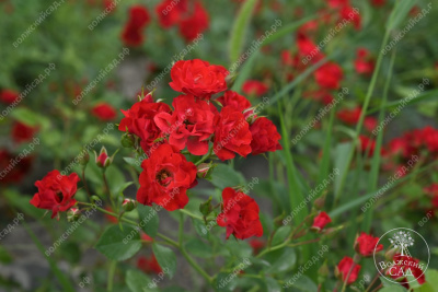 Роза Скарлет Мейяндекор (шраб, красн)