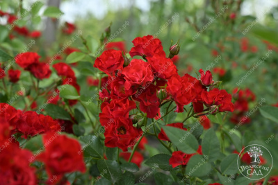 Роза Скарлет Мейяндекор (шраб, красн)