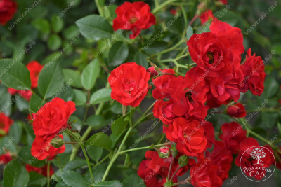 Роза Скарлет Мейяндекор (шраб, красн)