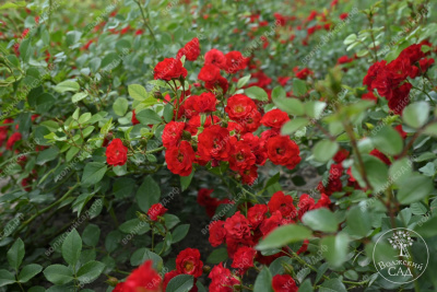 Роза Скарлет Мейяндекор (шраб, красн)