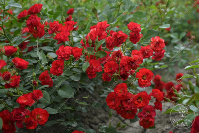 Роза Скарлет Мейяндекор (шраб, красн)