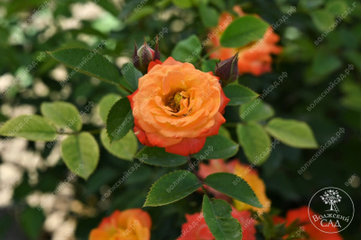 Роза Тайфун (спрей, оранж.красн.)