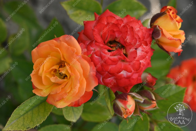 Роза Тайфун (спрей, оранж.красн.)