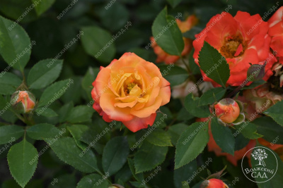 Роза Тайфун (спрей, оранж.красн.)