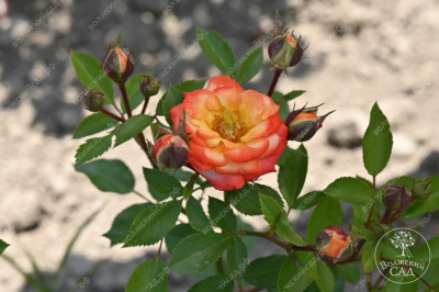 Роза Тайфун (спрей, оранж.красн.)