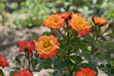 Роза Тайфун (спрей, оранж.красн.)