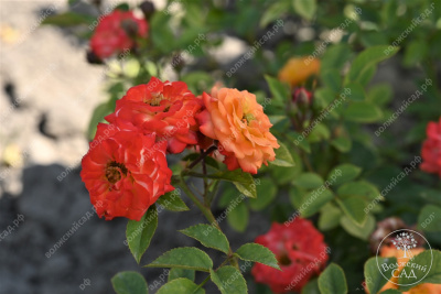 Роза Тайфун (спрей, оранж.красн.)