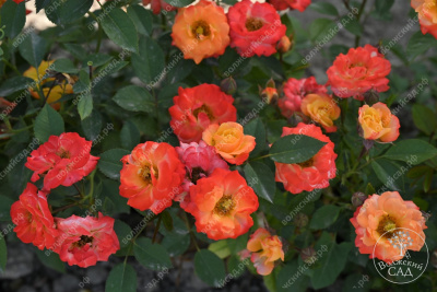 Роза Тайфун (спрей, оранж.красн.)