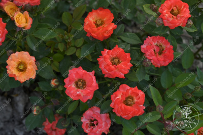 Роза Тайфун (спрей, оранж.красн.)