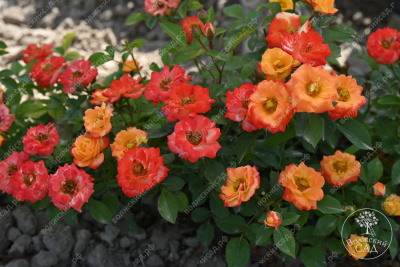 Роза Тайфун (спрей, оранж.красн.)