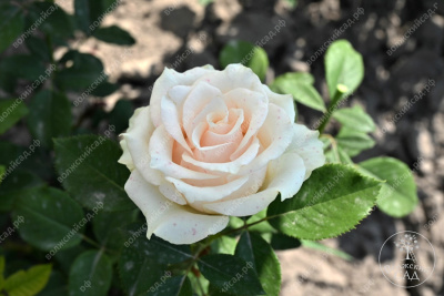 Роза Талея (ч.-гибрид, белый)