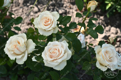 Роза Талея (ч.-гибрид, белый)