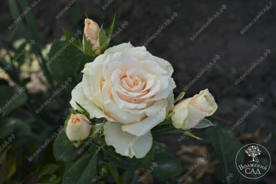 Роза Талея (ч.-гибрид, белый)