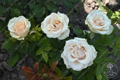 Роза Талея (ч.-гибрид, белый)