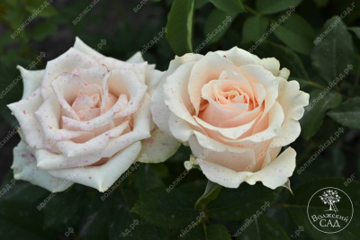 Роза Талея (ч.-гибрид, белый)