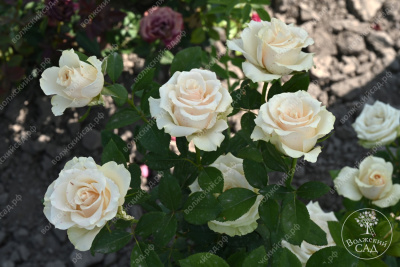 Роза Талея (ч.-гибрид, белый)